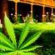 Illustration for article titled Rare Sighting: Pro-Marijuana Reference In A Video Game